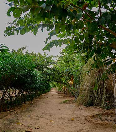 Pushkar Desert Karni Camp